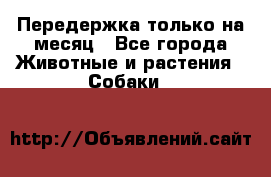 Передержка только на месяц - Все города Животные и растения » Собаки   